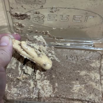 Helva İçinden Yabancı Cisim Çıkmasıyla Yaşanan Güven Sorunu