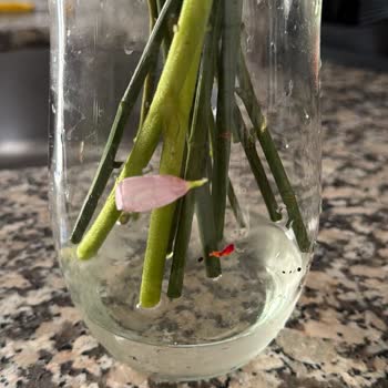 Çiçek Market Hijyenik Olmayan Ürün Ve Yetersiz Çözüm: Ücret İadesi Talebim!