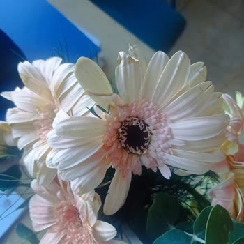 Çiçek Sepeti'nden Solmuş Çiçek Ve Yetersiz Müşteri Hizmeti Hayal Kırıklığı