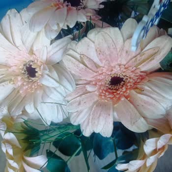 Çiçek Sepeti'nden Solmuş Çiçek Ve Yetersiz Müşteri Hizmeti Hayal Kırıklığı