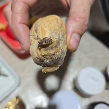 Sipariş Edilen Extra Büyük İncirler Beklediğim Gibi Gelmedi