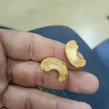 Bozuk Ve Kurtlu Ürünler Teslim Edildi, Firma Dönüş Yapmıyor