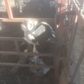 TARSİM Hasar Dosyamızın Haksız Reddi Ve Sigorta Bedelimizin Ödenmemesi Hakkında İtirazımız!