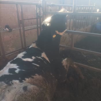 TARSİM Hasar Dosyamızın Haksız Reddi Ve Sigorta Bedelimizin Ödenmemesi Hakkında İtirazımız!