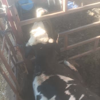 TARSİM Hasar Dosyamızın Haksız Reddi Ve Sigorta Bedelimizin Ödenmemesi Hakkında İtirazımız!