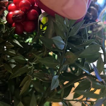 Böcekli, Solmuş Ve Yanıltıcı Ürün: Çiçek Sepeti'nden Hayal Kırıklığı