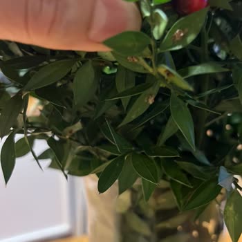 Böcekli, Solmuş Ve Yanıltıcı Ürün: Çiçek Sepeti'nden Hayal Kırıklığı