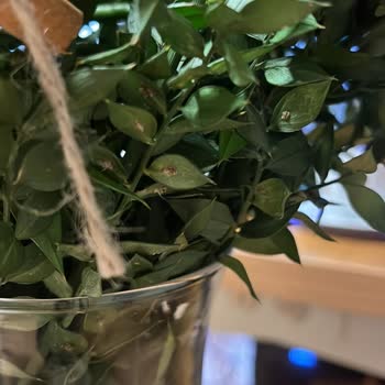 Böcekli, Solmuş Ve Yanıltıcı Ürün: Çiçek Sepeti'nden Hayal Kırıklığı