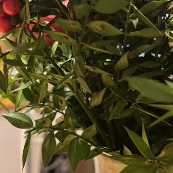 Çiçek Sepeti'nden Eksik Ve Kalitesiz Çiçek Teslimatı: Beklentilerin Çok Altında Bir Deneyim