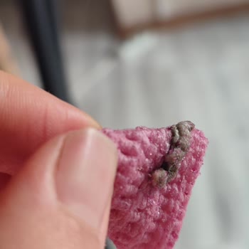 Market Ürününde Tırtıl Şoku: Sağlığımız Tehlikede!