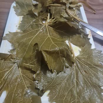 Aldığım Salamura Yapraklar Sert Ve Kart Çıktı, Sarma Yapılamıyor