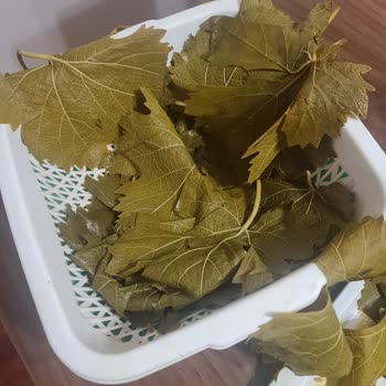 Aldığım Salamura Yapraklar Sert Ve Kart Çıktı, Sarma Yapılamıyor