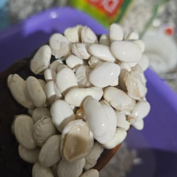 Duru Yerli Kuru Fasulye'de Kalite Sorunu Ve İlgisizlik