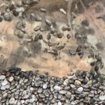 Happy Life Chia Tohumu Kurtlanmış Çıktı: Üretim Ve Saklama Koşulları Hakkında Endişe