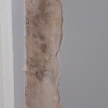 Kurulum Hatası Sonrası Evde Küf Ve Kullanılamayan Bulaşık Makinesi Mağduriyeti