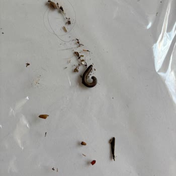 Yılbaşı Kolisinde Solucan Ve Kurtlar: Gıda Güvenliğinde Büyük Sorun