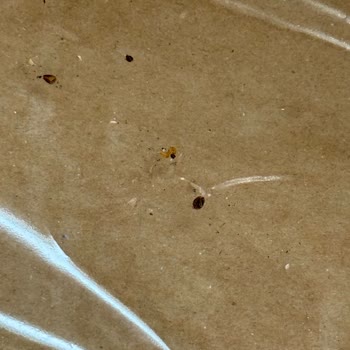 Carrefour SA Alınan Yeni Yıl Hediye Sepetinde Hijyen Ve Kalite Sorunu