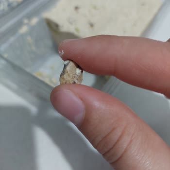 Serel Antep Fıstıklı Helvada Taş Çıkması: Sağlık Riski Ve Güven Sorunu