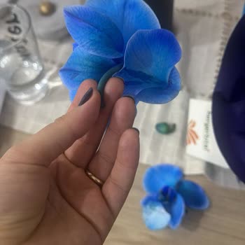 Heryerbitki Orkide Siparişim Hasarlı Geldi, Ücret İadem Bir Ayı Aştı