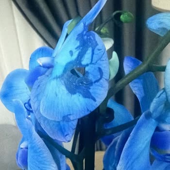 Heryerbitki Orkide Siparişim Hasarlı Geldi, Ücret İadem Bir Ayı Aştı