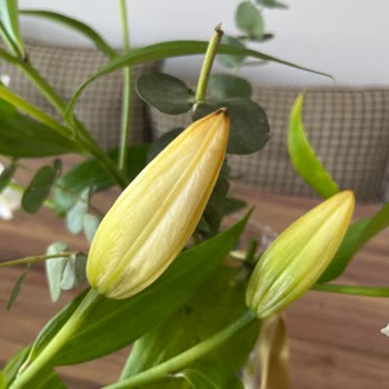 Çiçek Sepeti'nden Gelen Solmuş Ve Özensiz Çiçekler Hayal Kırıklığı Yarattı