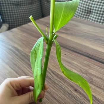 Çiçek Sepeti'nden Gelen Solmuş Ve Özensiz Çiçekler Hayal Kırıklığı Yarattı