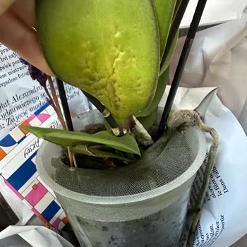 Taze Çiçek | Tazecicek.com Gönderilen Orkide Sağlıksız Çıktı, Müşteri Hizmetleri İlgisiz Kaldı