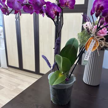 Taze Çiçek | Tazecicek.com Gönderilen Orkide Sağlıksız Çıktı, Müşteri Hizmetleri İlgisiz Kaldı