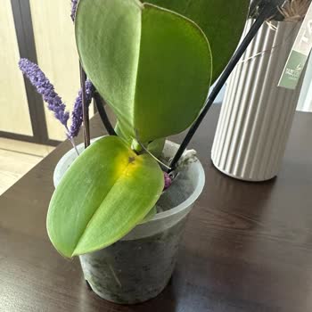 Taze Çiçek | Tazecicek.com Gönderilen Orkide Sağlıksız Çıktı, Müşteri Hizmetleri İlgisiz Kaldı