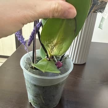 Taze Çiçek | Tazecicek.com Gönderilen Orkide Sağlıksız Çıktı, Müşteri Hizmetleri İlgisiz Kaldı