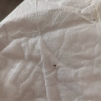 Bebek Bezi Paketinde Böcek Görmek Endişe Verici Bir Deneyim