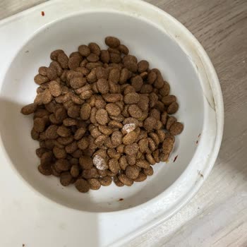 Küflü Mama Gönderildi, İade Ve Değişim Taleplerime Dönüş Yapılmadı