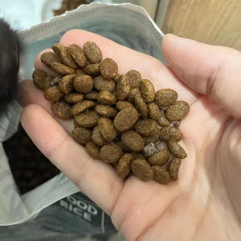 Küflü Mama Ve İlgisiz Müşteri Hizmetleri Güvenimi Sarstı