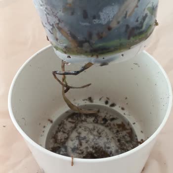 Çiçek Sepeti'nden Gelen Orkide Hem Hasarlı Hem De Görselden Tamamen Farklıydı