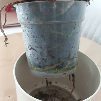 Çiçek Sepeti'nden Gelen Orkide Hem Hasarlı Hem De Görselden Tamamen Farklıydı