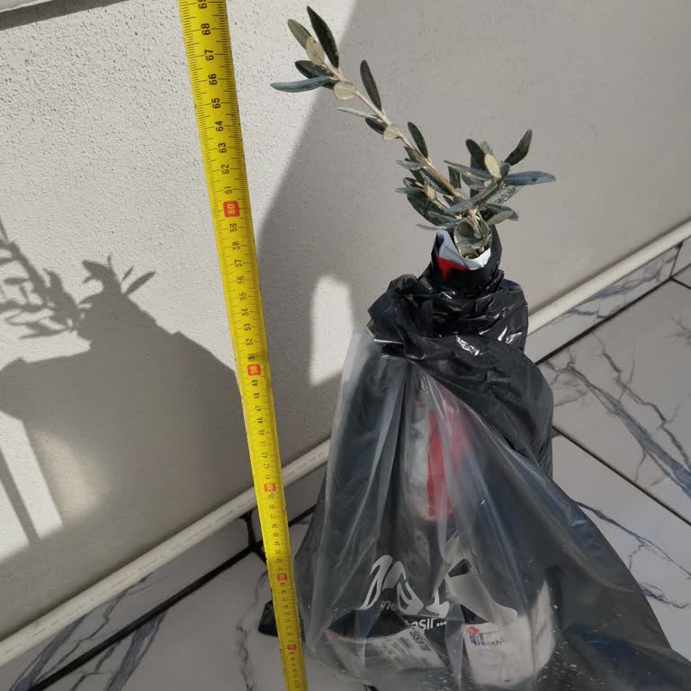 Trendyol'dan Sipariş Ettiğim Zeytin Fidanları İlandaki Özelliklerle Uyuşmuyor