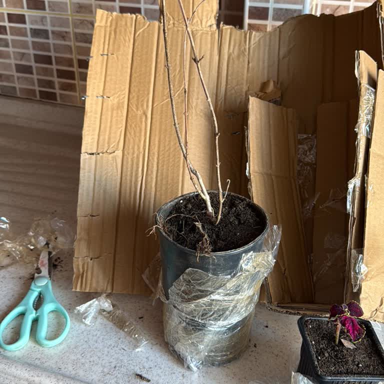 Görseldeki Canlı Fidan Yerine Kuru Dal Gönderildi, İade Talebim Reddedildi