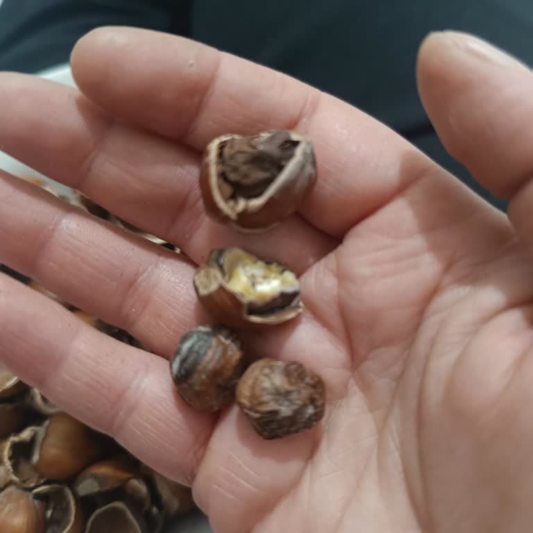 Küflü Ve Sağlıksız Fındık Satışı Sonrası Mağduriyet Ve İade Talebi