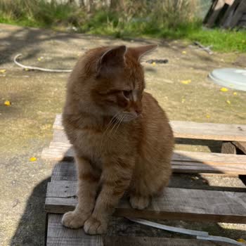 Ataşehir Belediyesi Ağır Hasta Sokak Kedisinin Tedavisinde İhmal Endişesi