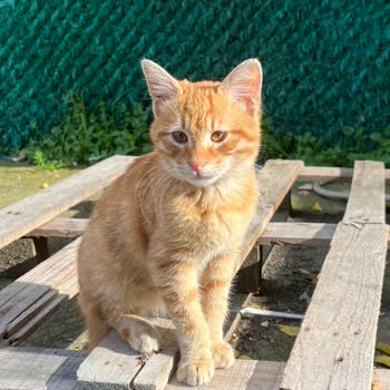 Ataşehir Belediyesi Ağır Hasta Sokak Kedisinin Tedavisinde İhmal Endişesi