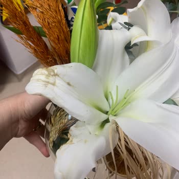 Çiçek Sepeti'nden Tekrarlayan Kalitesiz Ve Bakımsız Çiçek Teslimatı