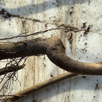 Fidancidan.com Koliyi Açtığımda Gelen Fidanlarda Ne Aşı Ne De Kök Olduğunu Gördüm