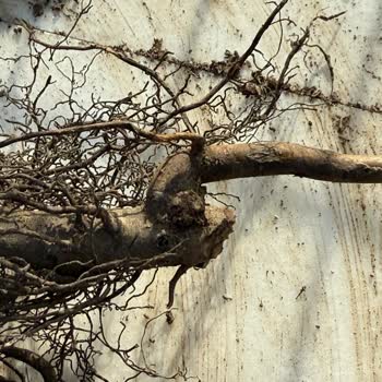 Fidancidan.com Koliyi Açtığımda Gelen Fidanlarda Ne Aşı Ne De Kök Olduğunu Gördüm