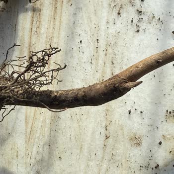 Fidancidan.com Koliyi Açtığımda Gelen Fidanlarda Ne Aşı Ne De Kök Olduğunu Gördüm