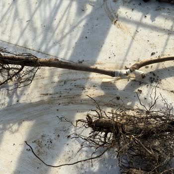 Fidancidan.com Koliyi Açtığımda Gelen Fidanlarda Ne Aşı Ne De Kök Olduğunu Gördüm