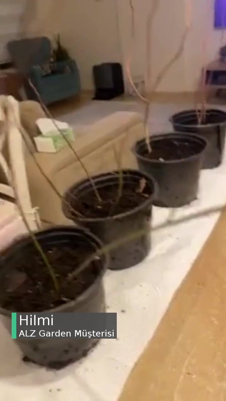 Alz Garden Blue Berry Hüsranı! videonun kapak resmi