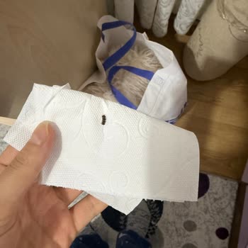 Aldığım Kürk Ceketten Çıkan Böcekler Nedeniyle Maddi Ve Manevi Mağduriyet Yaşadım