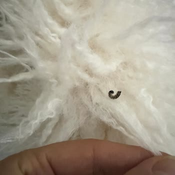 Aldığım Kürk Ceketten Çıkan Böcekler Nedeniyle Maddi Ve Manevi Mağduriyet Yaşadım