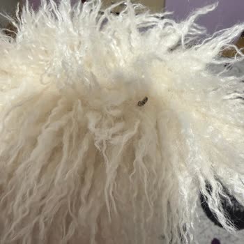 Aldığım Kürk Ceketten Çıkan Böcekler Nedeniyle Maddi Ve Manevi Mağduriyet Yaşadım