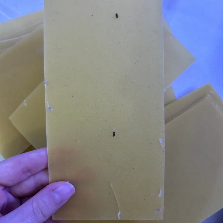 Satın Aldığım Lazanya Ürününden Böcek Çıkması Ve İade Talebim